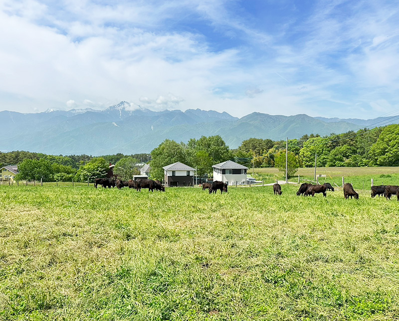 茅野市 ちの 小淵沢 但馬家幸之助 焼肉 まつき牧場 放牧 ストレスフリー